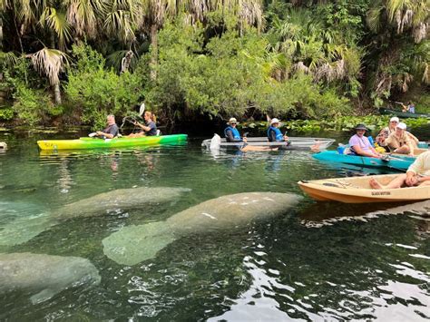 Silver Springs Clear Kayak Manatee, Monkey & Wildlife Adventure ...