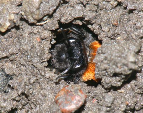 Species of UK: Week 54: Miner Bees (‘Andrena’)