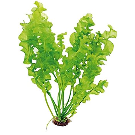 Aponogeton Ulvaceus Bulb – African Aquarium Plant | Aquarium Plants