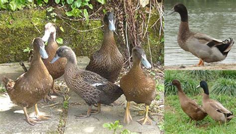 Khaki Campbell Duck Breed – Everything You Need to Know