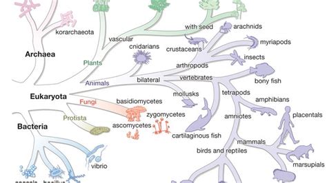 archaea | Definition, Characteristics, & Examples | Britannica