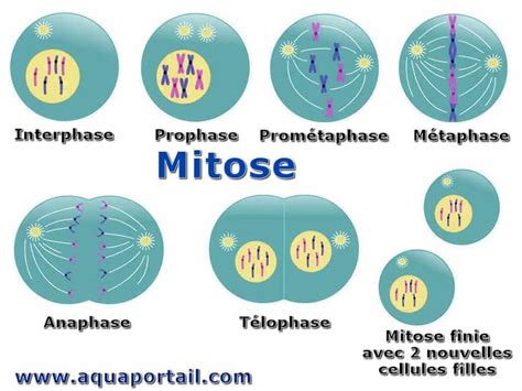 Mitose : définition et explications