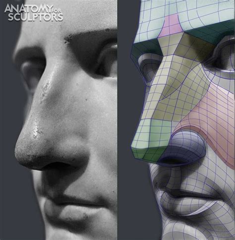 ArtStation - The Nose, Anatomy For Sculptors | Human anatomy drawing ...