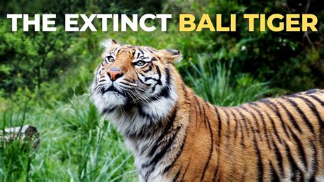 Extinct Bali Tiger - YouTube