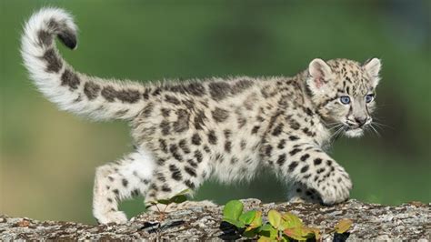 Cuteness alert: A pair of snow leopard cubs have graduated from ...