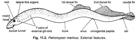 Sea Lamprey Anatomy