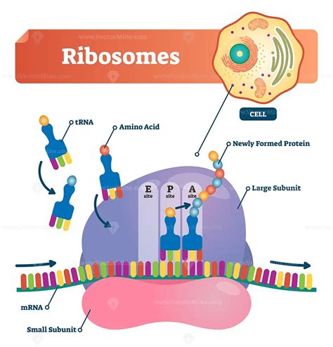 Ribosomes vector illustration - VectorMine