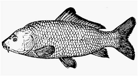 Drawing, Fish, Scales, Species, Carp, Fins, Scale - Carp Drawing PNG ...