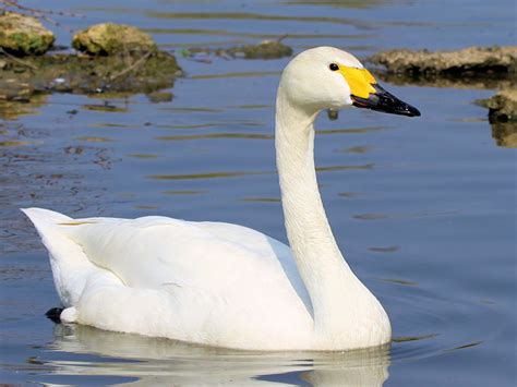 WILDFOWL IDENTIFICATION - TYPES OF SWAN - WWT SLIMBRIDGE