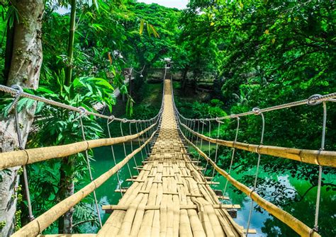 The 10 Best Bamboo Hanging Bridge Sevilla Tours & Tickets 2020 - Bohol ...