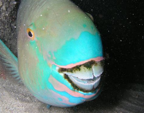 Parrotfish spend their days chomping down on coral. After they digest ...