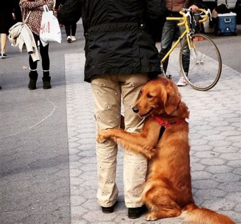 Golden Retriever Is On A Mission To Hug Everyone She Meets On The ...