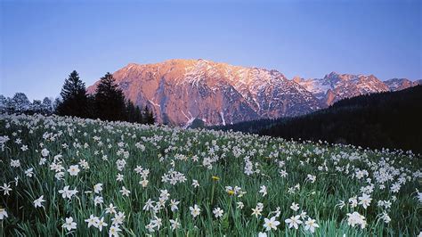 Spring in Mountains, landscape, trees, Nature, flowers, spring ...