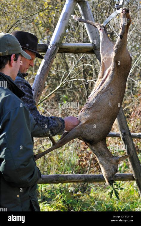 Gutting / Field dressing of roe deer (Capreolus capreolus) by hunter ...