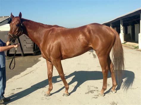 Thoroughbred Horse Breed Information, History, Videos, Pictures