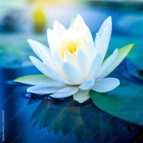 beautiful White Lotus Flower with green leaf in in pond Stock Photo ...