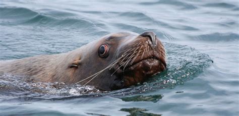 Photo Gallery: See the Wildlife in the Pacific… | Island Adventures