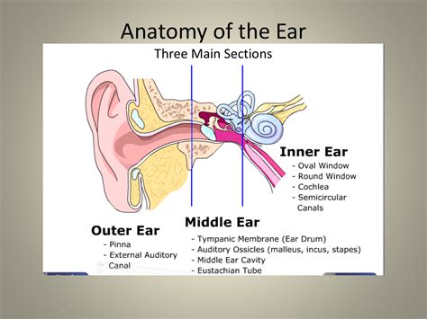 Ear Anatomy Diagram Labeled