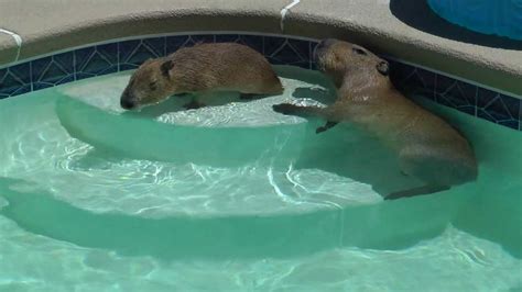 Capybara Swimming Pool