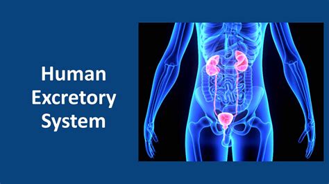 Human Excretory System