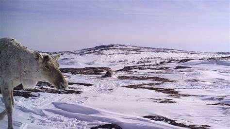 Southern Inuit in Atlantic Canada renew call for hunters to refrain ...