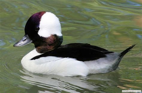 Black Sea Waterfowl at Tarcarsonblog Blog