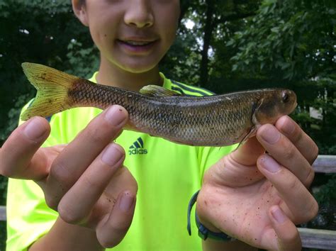 Bass on the Golf Course: Creek Bait Fishing