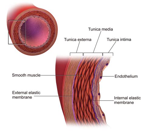 18.1A: Blood Vessel Structure - Medicine LibreTexts