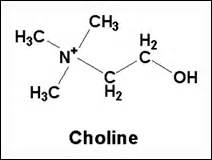 Choline - Uses, Benefits, Sources and Dosage