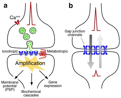 Electrical synapses and their functional interactions with chemical ...