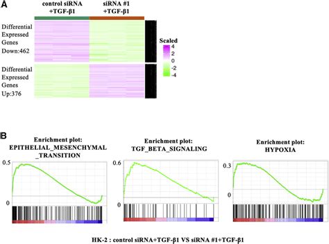 Differential gene expression analysis of an RNA-seq experiment (A ...