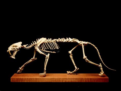 A Sabre-Toothed Tiger Skeleton Is Going Up For Auction This Month ...