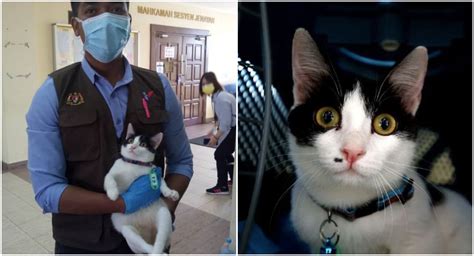 Cat Carried to Court to Attend The Hearing of 79-Year-Old Abuser Who ...