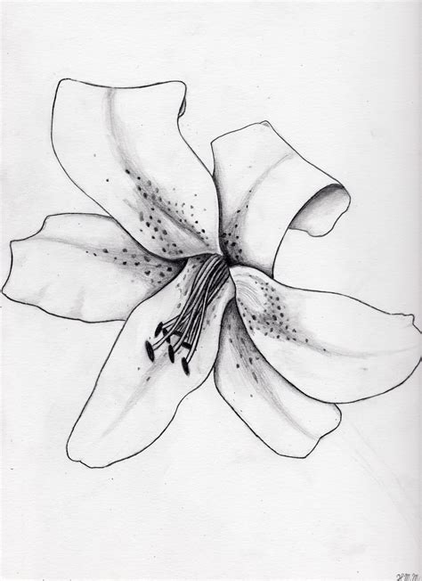 Stargazer Lily Drawing at GetDrawings | Free download