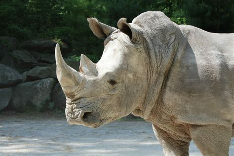 White Rhinoceros | Southwick's Zoo