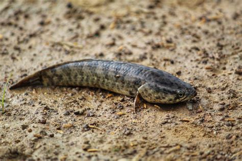 What is the Difference Between Catfish and Mudfish? | Reel Fishing Guru