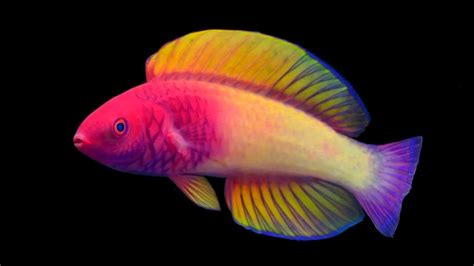 Scientists discover new rainbow fish - YouTube