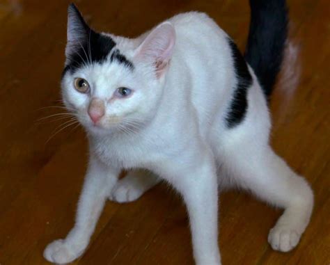 Cerebellar Hypoplasia - the cat that wobbles - Urban Animal Veterinary ...