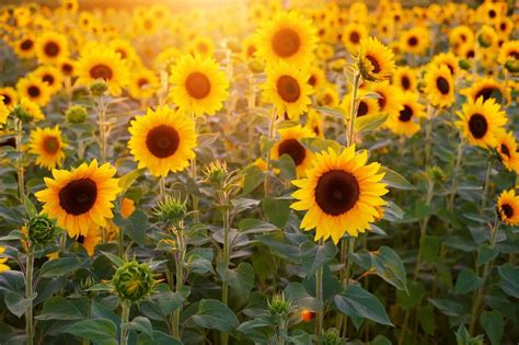 70 Interesting Sunflower Facts To Brighten Up Your Day - Facts.net