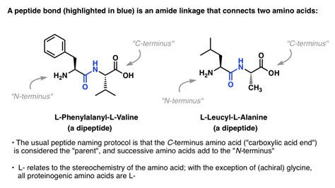 Synthesis of Peptides – Master Organic Chemistry