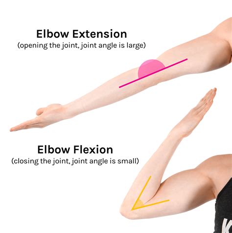 Elbow Flexion And Extension