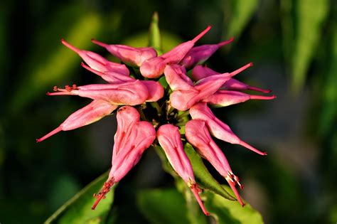 Redbird Cactus Flower Plant - Free photo on Pixabay - Pixabay