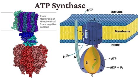 19 Intriguing Facts About Atp Synthase - Facts.net