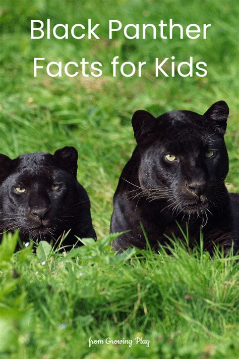 Black Panther Facts for Kids - Growing Play