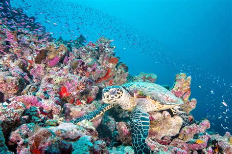 Coral Reefs of the Maldives - Maldives Magazine