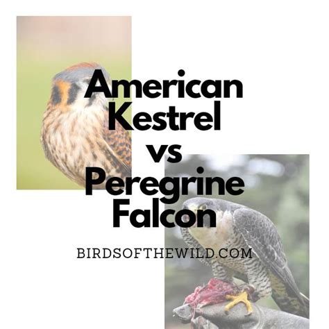 American Kestrel vs Peregrine Falcon (How Do They Differ?) - Birds Of ...