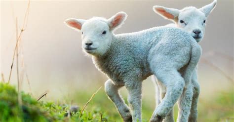 What’s a Baby Sheep Called + 5 More Amazing Facts! - A-Z Animals