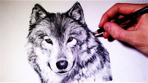 How to draw a realistic Wolf - (Time Lapse) - YouTube