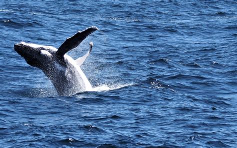 Australian Marine Animals - Australia Bucket List