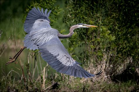 Blue Heron In Flight by Ron Szymczak HM Color Prints Jan. … | Flickr